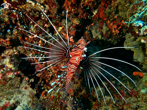 A Pterois Antennata 