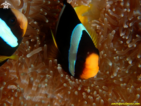 The  Amphiprion clarkii