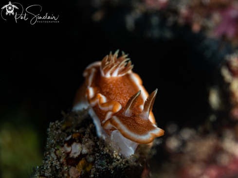 A nudibranch