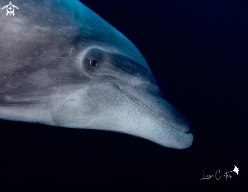 A Tursiops truncatus | BOTTLENOSE DOLPHIN