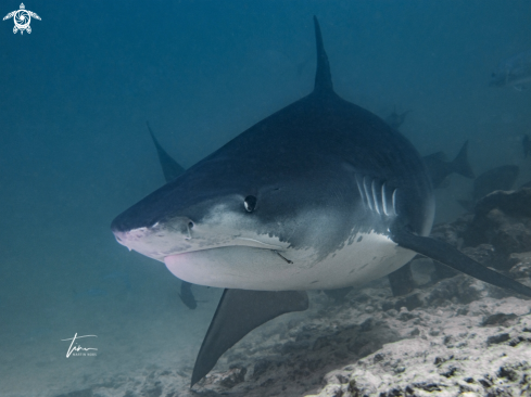 A Tiger Shark