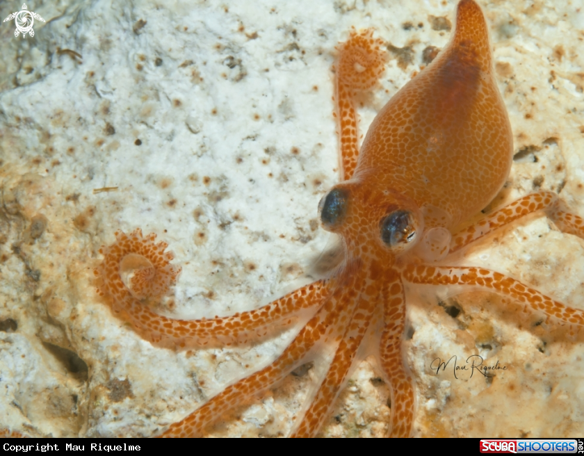 A Atlantic pygmy octopus