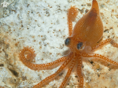 A Octopus joubini | Atlantic pygmy octopus