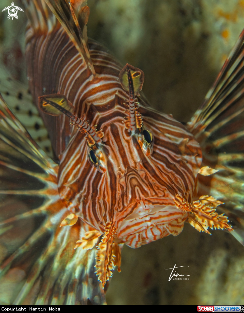 A Red Lion Fish