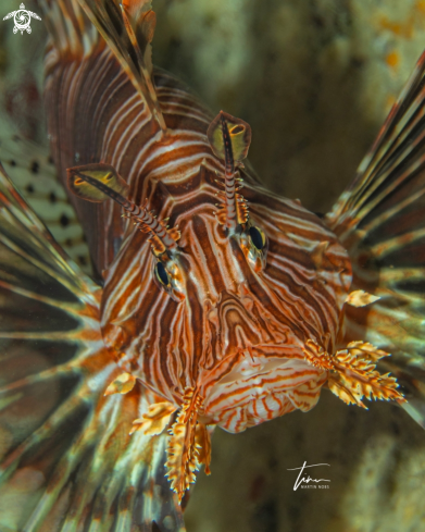 A Pterois volitans | Red Lion Fish