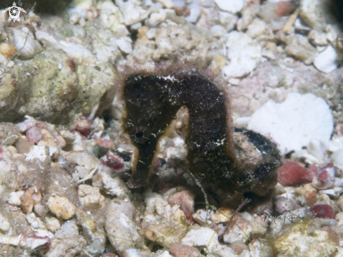 A Juvenile Longsnout Seahorse