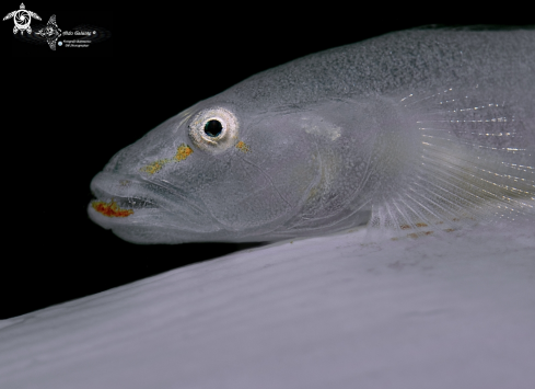 Sea Pen Goby