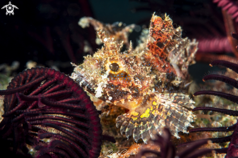 A Scorpionfish