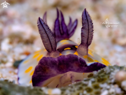 A Goniobranchus Nudibranchs