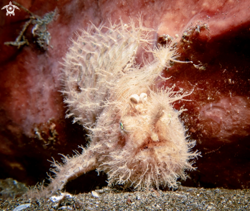 A Antennarius striatus | Hairy Frogfish