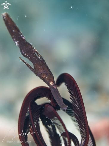 A Robust pipefish