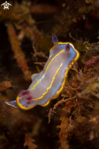 A Chromodoris Khroni | Felimida Khroni nudibranch