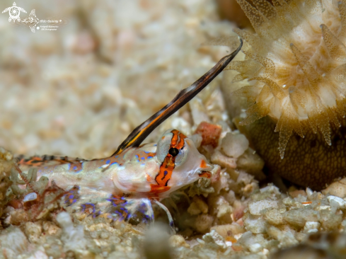 A Juvenil Finger Dragonet