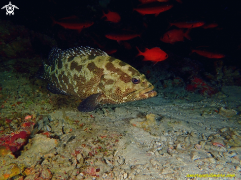 A Ephinephelus Fuscoguttatus