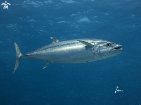 A Dogtooth Tuna