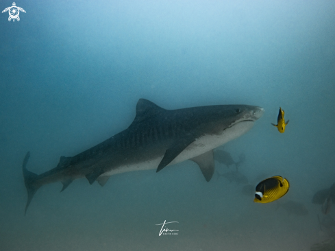 A Galeocerdo cuvier | Tiger Shark