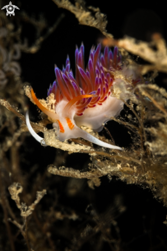 A Cratena peregrina nudibranch