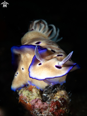 A Hypselodoris Nudibranch