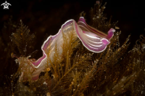 A Planaria rosa