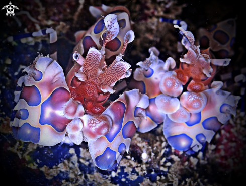 A Harlequin Shrimp