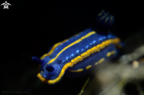 A Felimare tricolor | Nudibranch