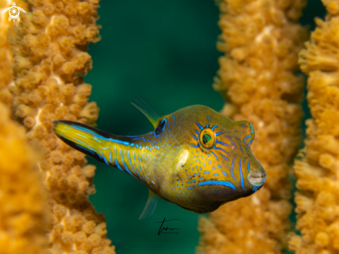 A Canthigaster rostrata | Sharpnose Puffer