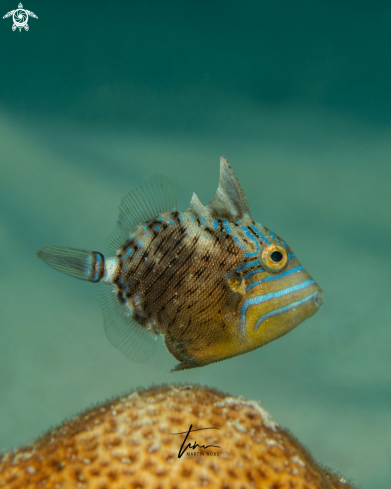 A Queen Triggerfish