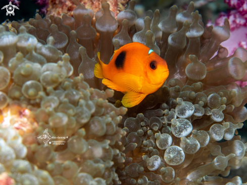 A Amphiprion ephippium (Bloch, 1790) | Clownfish