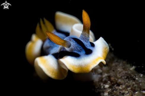 A Chromodoris annae | Chromodoris annae