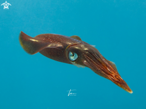 A Sepioteuthis sepioidea | Caribbean Reef Squid