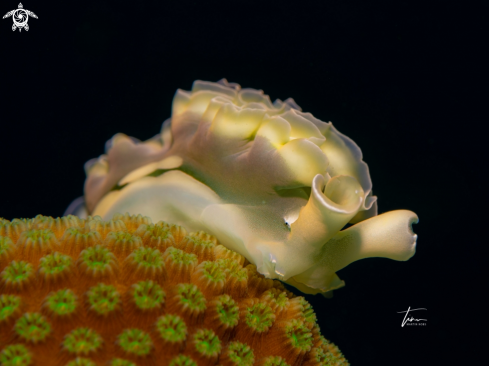 A Elysia crispata | Lettuce Seaslug