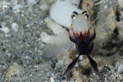 A Shrimp goby