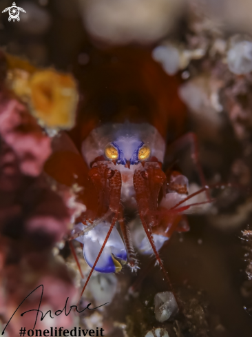 A Snapping Shrimp