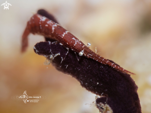 A Tozeuma lanceolatum (Stimpson, 1860) | Shrimp