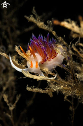 A Mediterranean Cratena peregrina nudibranch