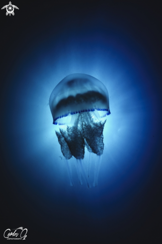 A Rhizostoma pulmo  | White jellyfish