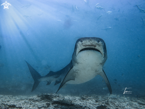 A Galeocerdo cuvier | Tiger Shark