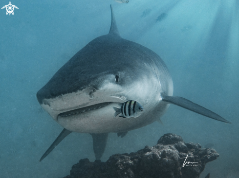 A Galeocerdo cuvier | Tiger Shark