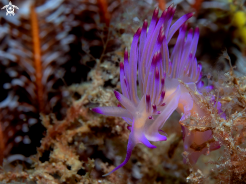 A Flabellina Nudibranch