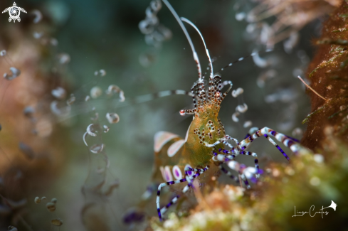 A Spotted Cleaner Shrimp