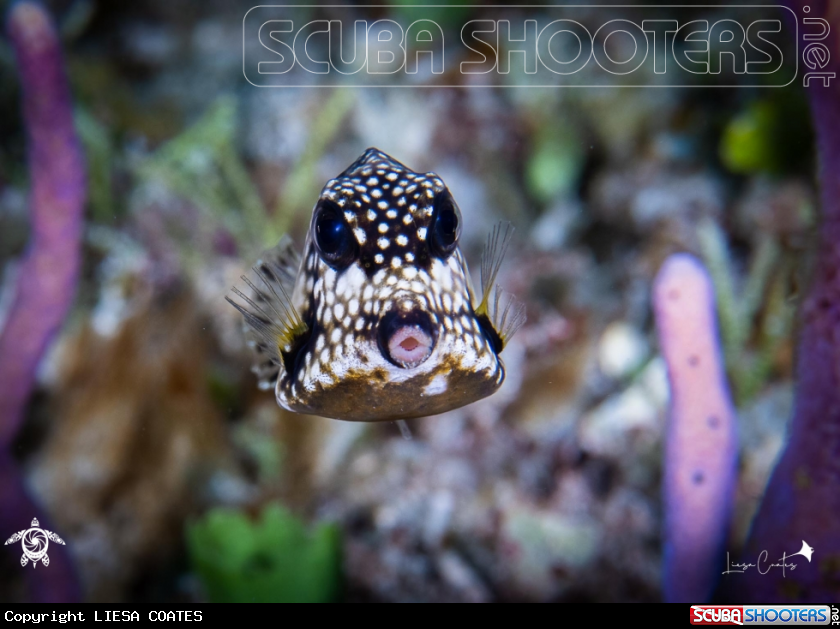 A Smooth Trunk Fish