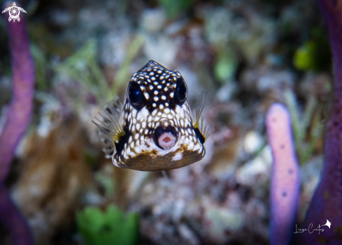 A Lactophrys triqueter | Smooth Trunk Fish