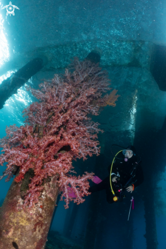 A Soft corals under jetty