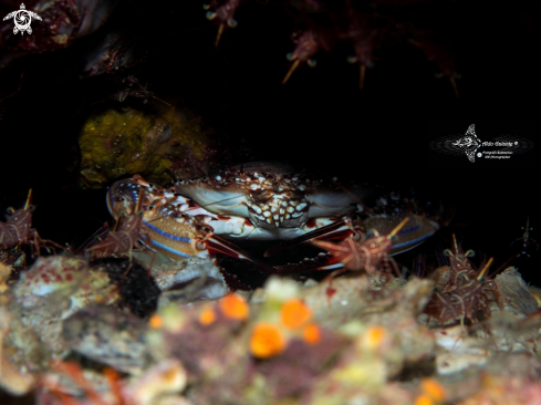 A Rhynchocinetes durbanensis (Gordon, 1936) | Crab and Shrimp