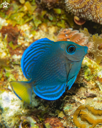 A Blue Tang Surgeonfish