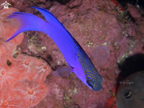 A Gramma melacara | Blackcap Basslet