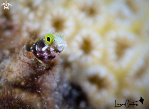 A Secretary Blenny