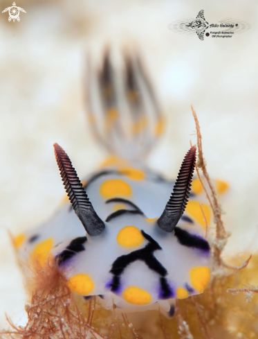 A Hypselodoris Nudibranch