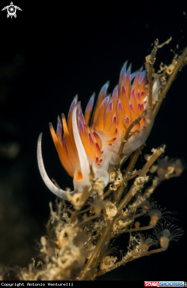 A Mediterranean Cratena peregrina nudibranch