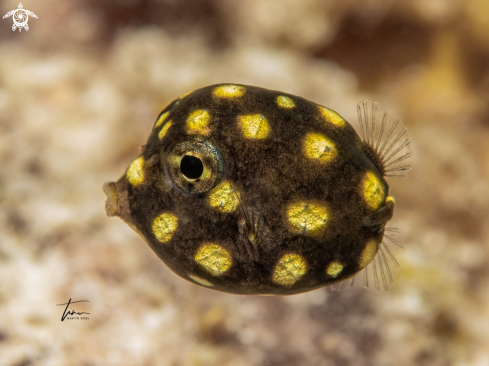 A Lactophrys triqueter | Smooth Trunkfish